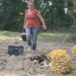 Récolte pommes de terre bio